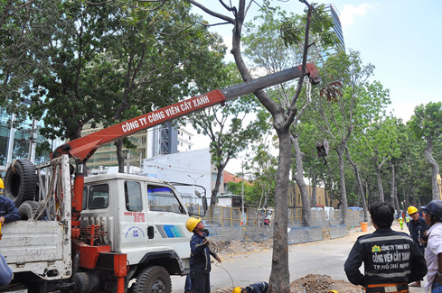 TP[-]HCM:[-]Bắt[-]đầu[-]bứng[-]dưỡng[-]16[-]cây[-]sọ[-]khỉ[-]ở[-]Sài[-]Gòn